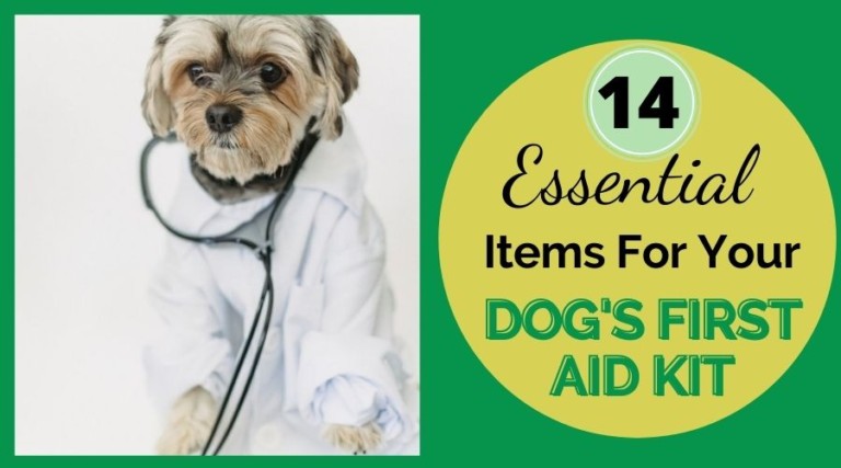 14 Essential Items For Your Dog’s First Aid Kit