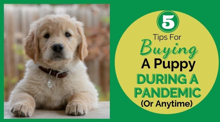 5 Tips For Buying A Puppy During A Pandemic (Or Anytime)