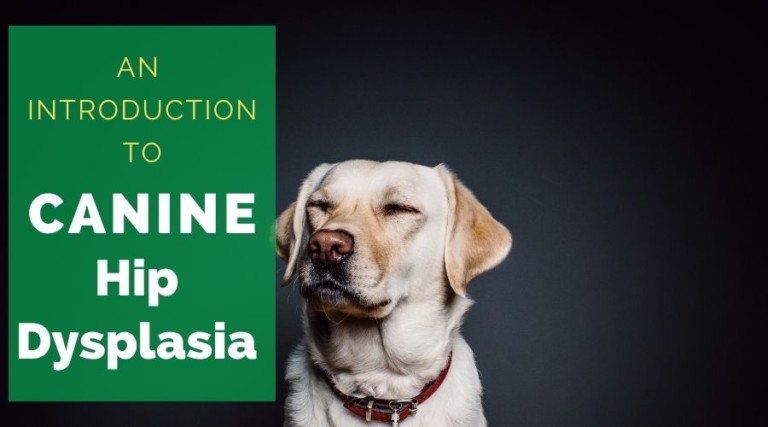 An Introduction To Canine Hip Dysplasia
