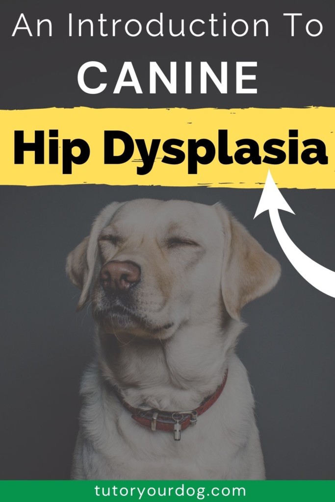  An Introduction To Canine Hip Dysplasia