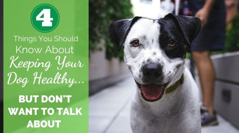4 Things You Should Know About Keeping Your Dog Healthy – But Don’t Want To Talk About!