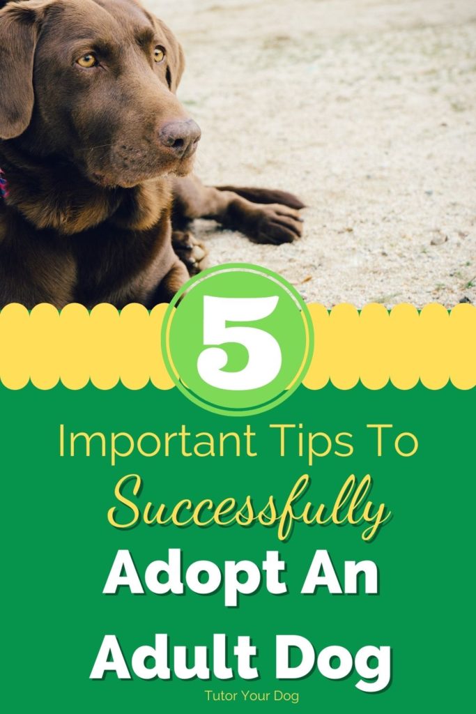 5 Important Tips To Successfully Adopt An Adult Dog
