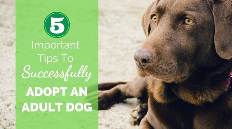 5 Important Tips To Successfully Adopt An Adult Dog
