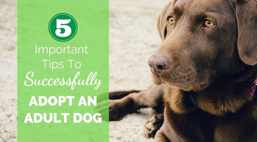 5 Important Tips To Successfully Adopt An Older Dog