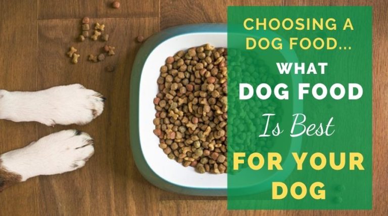 Choosing A Dog Food…What Dog Food Is Best Food For Your Dog?