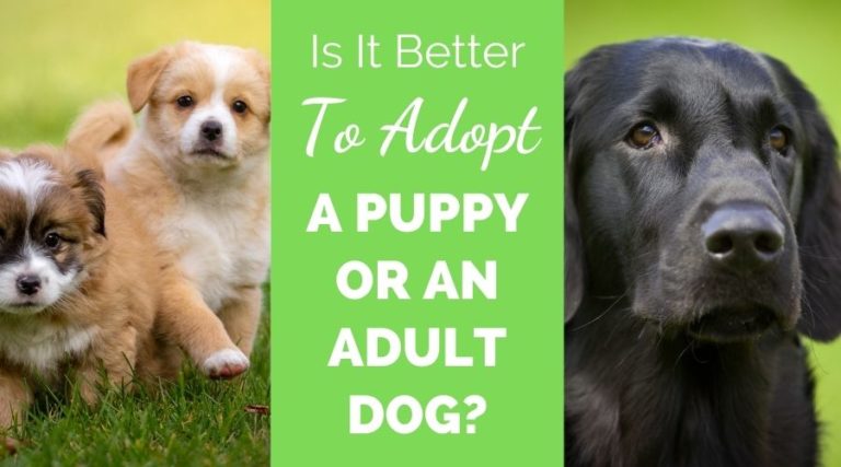 Is It Better To Adopt A Puppy Or An Adult Dog?
