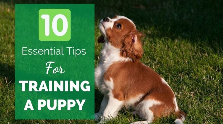 10 Essential Tips For Training A Puppy