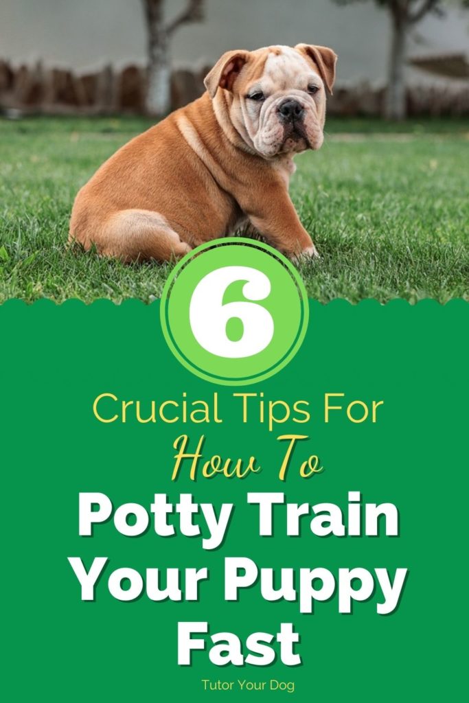 6 Crucial Tips For How To Potty Train Your Puppy Fast