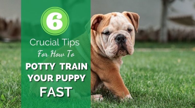 6 Crucial Tips For How To Potty Train Your Puppy Fast