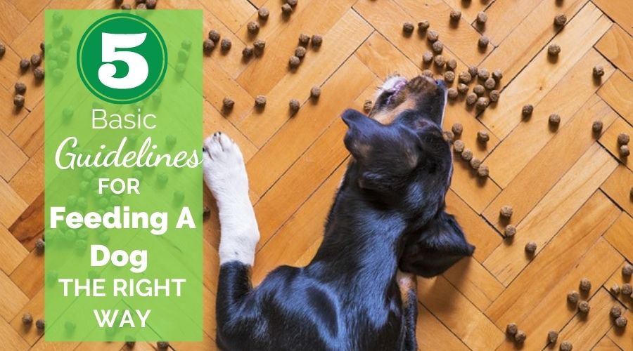 5 Basic Guidelines For Feeding A Dog The Right Way