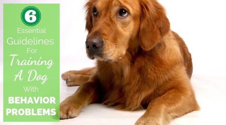 6 Essential Guidelines For Training A Dog With Behavior Problems