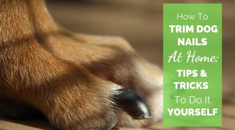 How To Trim Dog Nails At Home; Tips & Tricks To Do It Yourself