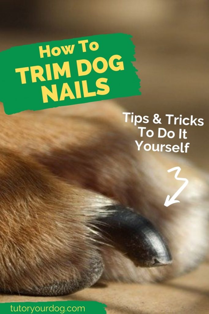 How To Trim Dog Nails At Home; Tips & Tricks To Do It Yourself