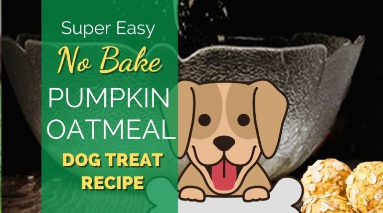 Easy Recipes For Dog Treats:  Pumpkin Oatmeal Dog Treat Recipe
