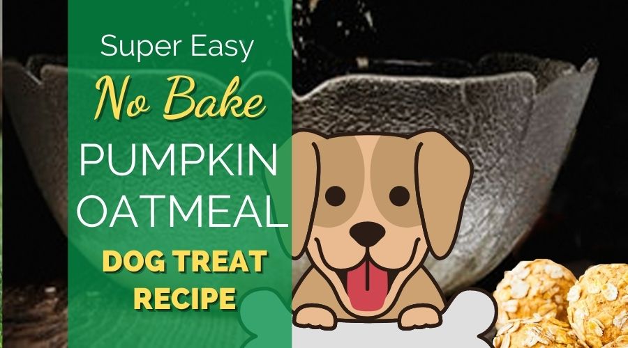 Super Easy No Bake Pumpkin Oatmeal Dog Treat Recipe