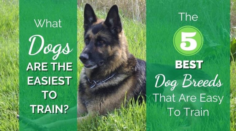 What Dogs Are The Easiest To Train? 5 Dog Breeds That Are Easy To Train