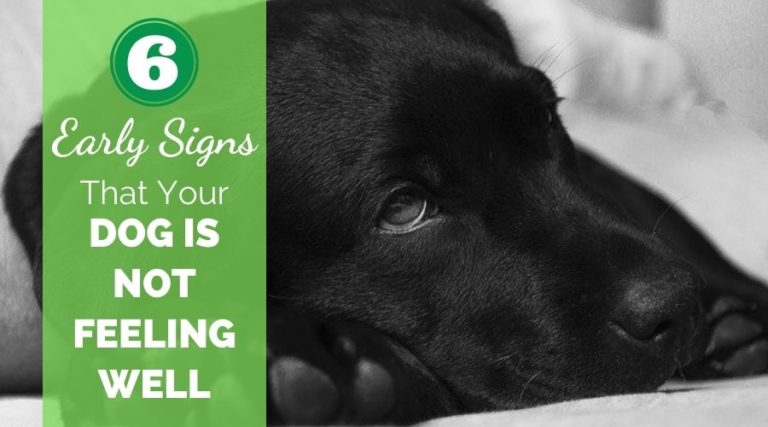 6 Early Signs That Your Dog Is Not Feeling Well