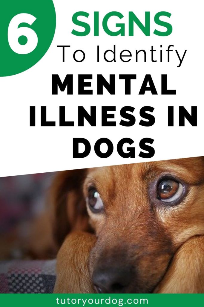 6 Signs To Identify Mental Illness In Dogs