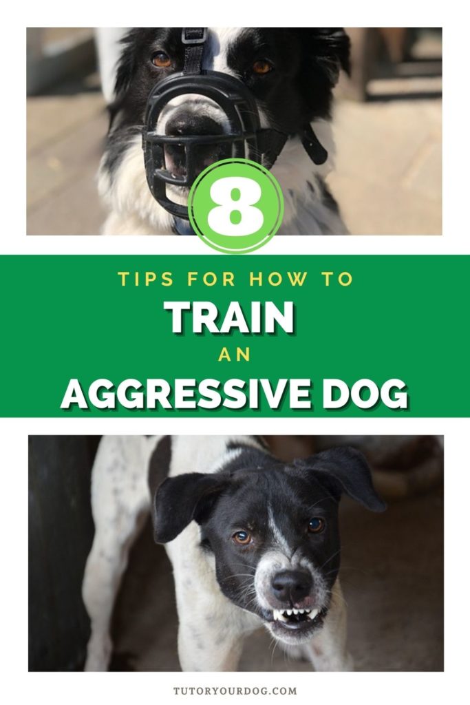 8 Tips For How To Train An Aggressive Dog