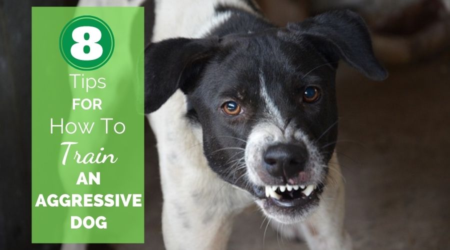 8 Tips For How To Train An Aggressive Dog