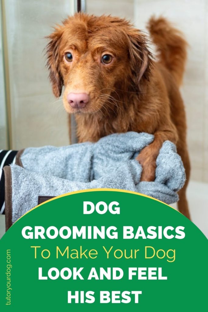 Dog Grooming Basics To Make Your Dog Look And Feel His Best