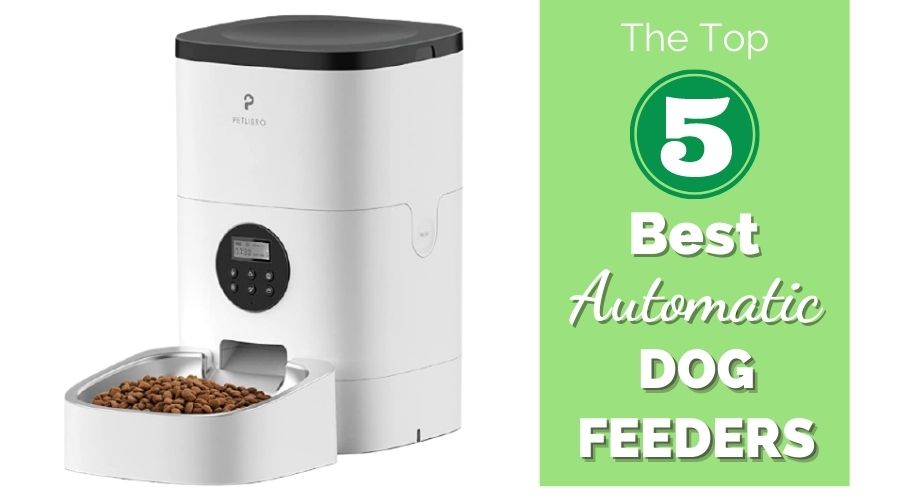 The Top 5 Best Automatic Dog Feeders