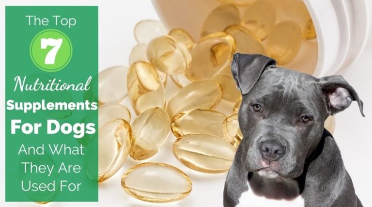 The Top 7 Nutritional Supplements For Dogs And What They Are Used For