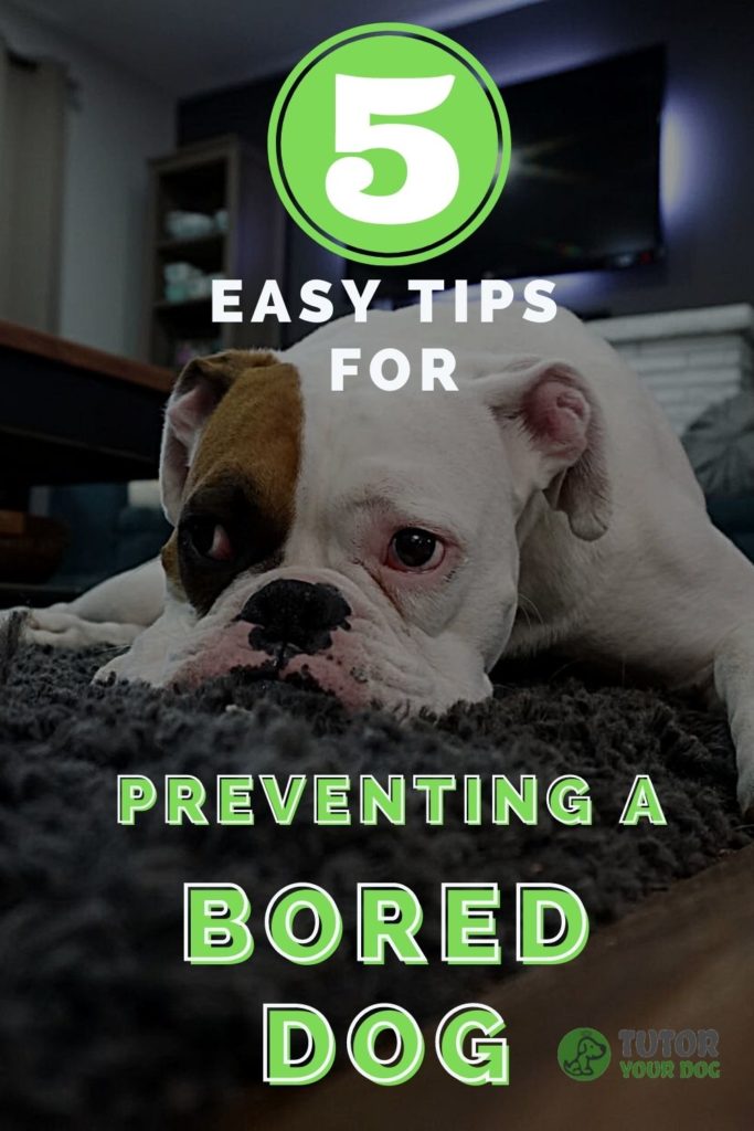 5 Easy Tips To Prevent A Bored Dog