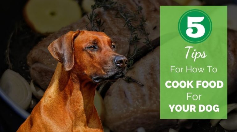 5 Tips For How To Cook Food For Your Dog