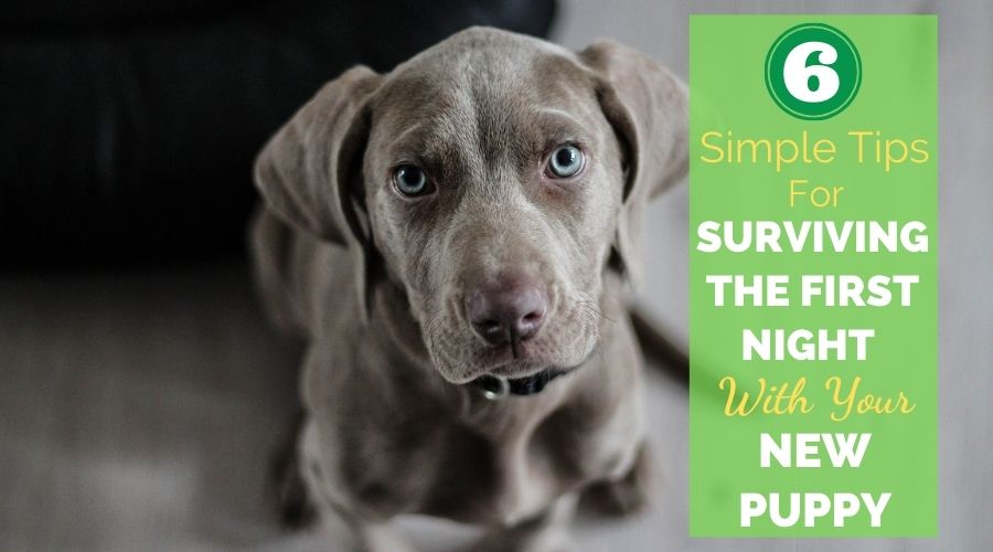 6 Simple Tips For Surviving The First Night With Your New Puppy