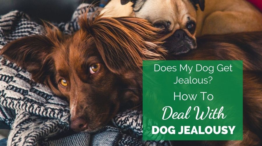 Does My Dog Get Jealous? How To Deal With Dog Jealousy