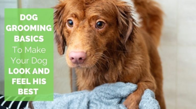 Dog Grooming Basics To Make Your Dog Look And Feel His Best