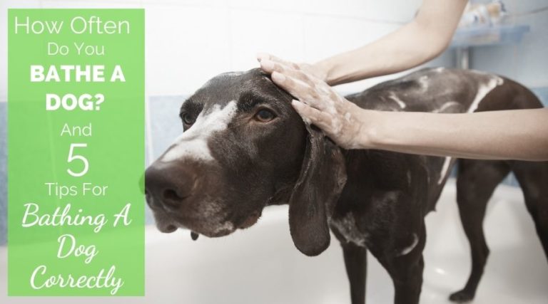 How Often Do You Bathe A Dog?  And 5 Tips For Bathing A Dog Correctly